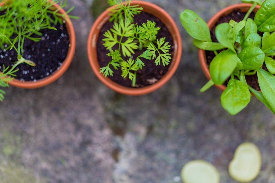 The Joy of Container Gardening for Senior Residents